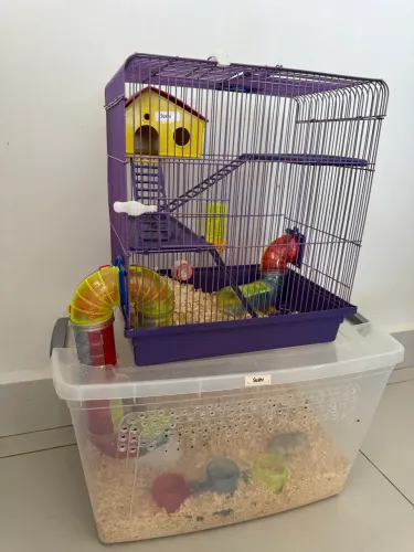Hamster anão russo + gaiola completa