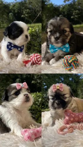 FILHOTES DE SHIH TZU COM LHASA APSO - LINDOS E MUITO DÓCEIS 