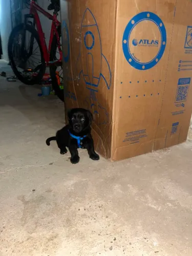 Filhote labrador com rotwailer 1 mês 