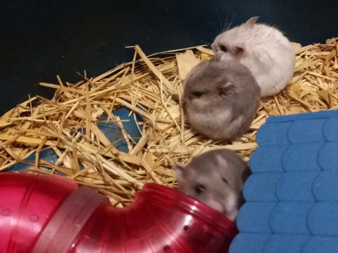 Filhotes de hamster anão russo