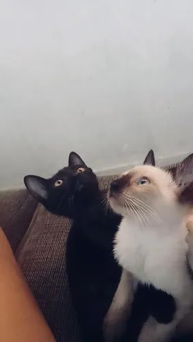 Gatinhos para doação 
