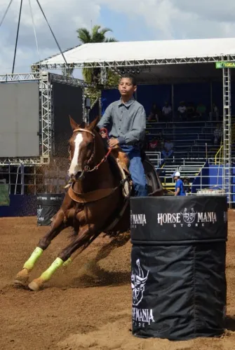 Cavalo de tambor