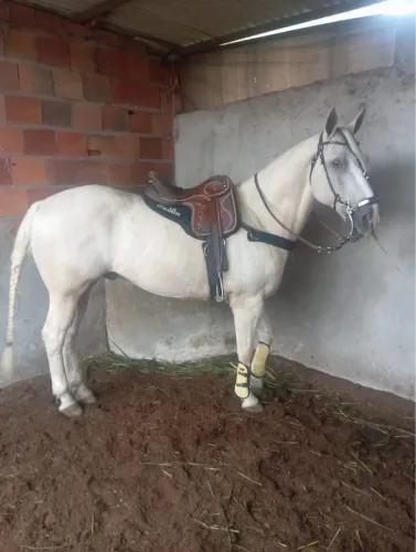 Cavalo quarto de milha 5/8