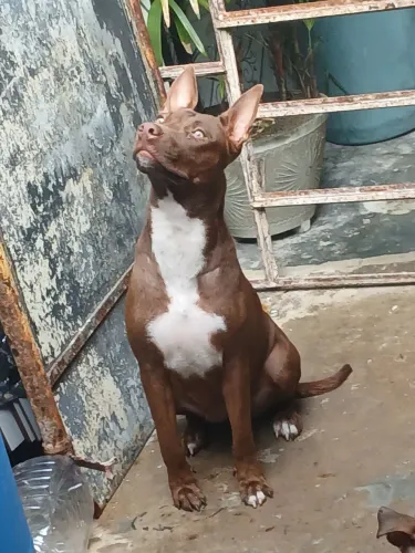 Cachorra pitbull 1ano