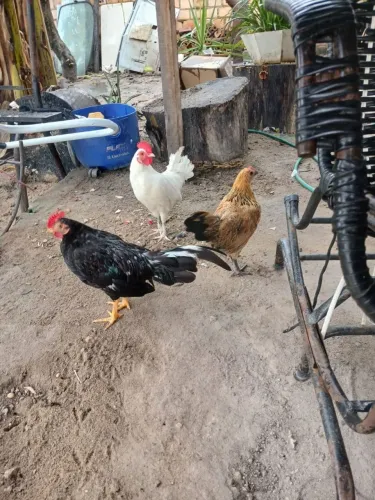 Galinhas,frangas e galo garnisé