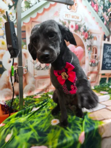 Adoção poodle fêmea