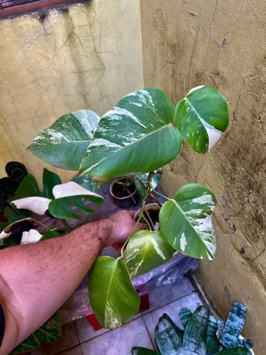 Planta Monstera Alba