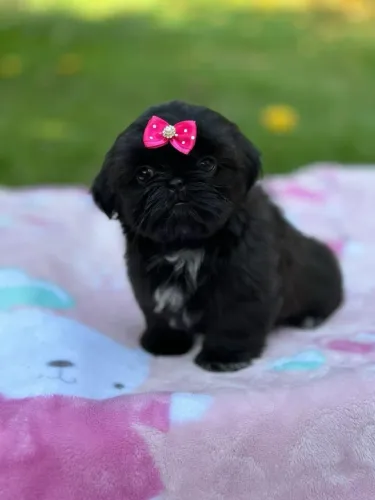 Shihtzu exótica black + mais kit filhote e vacinada 