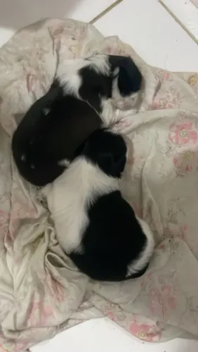 Filhote shih tzu