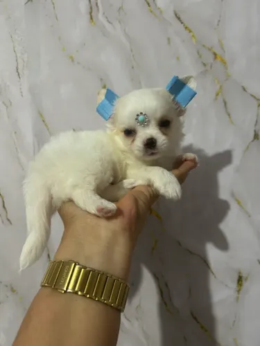 Chihuahua pelo longo macho!