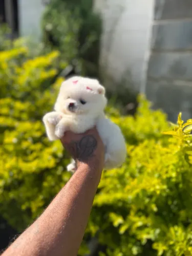 Lulu da pomerania femea anã