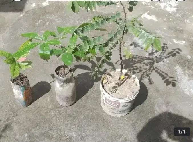Tres mudas para sitio