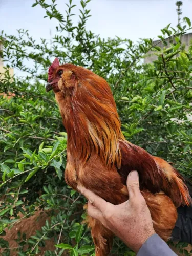 Galo ameraucana (raça pura do ovo azul)