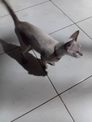 DOAÇÃO DE FILHOTE GATA(FÊMEA) ABANDONADA