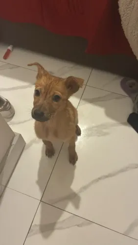 Adoção responsável 