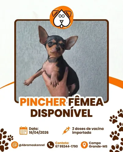 Pincher Fêmea Miniatura