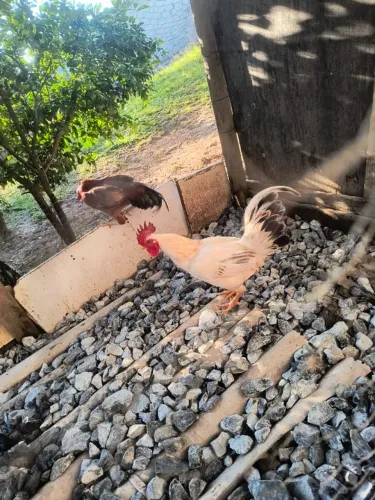 Frango caipira