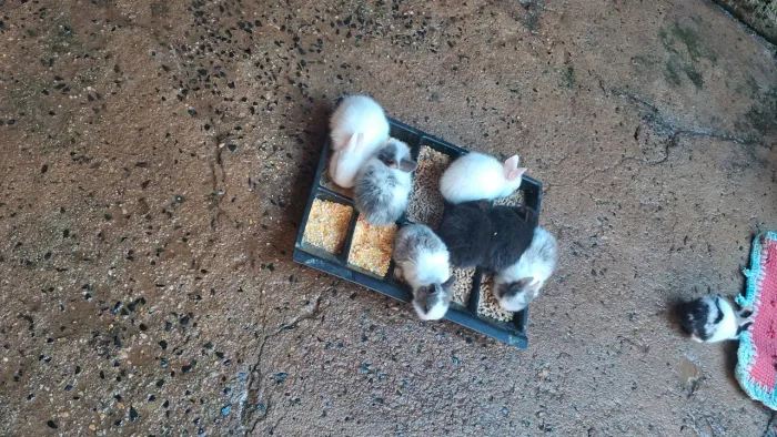Eu estou  vendendo esses coelhos 