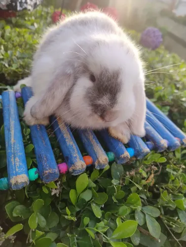 Coelho mini Lop disponível