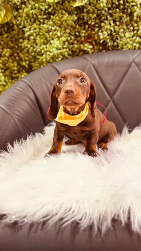 Lindos filhotes de Dachshund