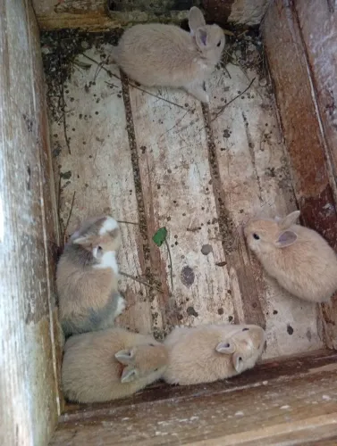 Vendo filhotes de mini coelho.