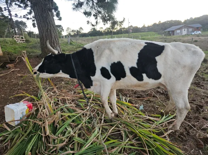Vaca holandesa e bezerros