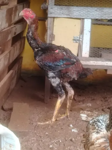 Frango índio gigante 