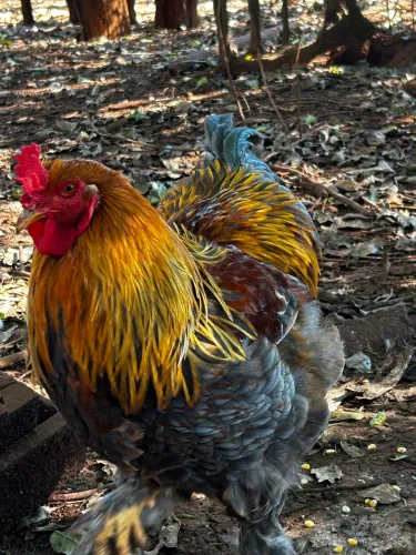 Galo da raça Brahma (Perdiz)