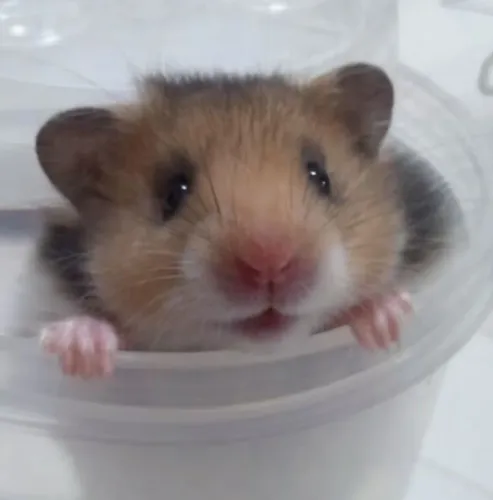 Hamster sírio 2 meses