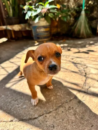 Filhote de Pinscher fêmea.