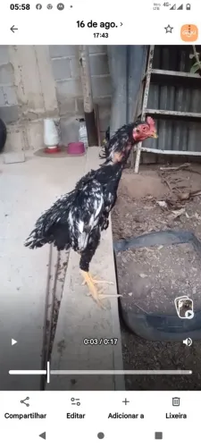 Aves indo