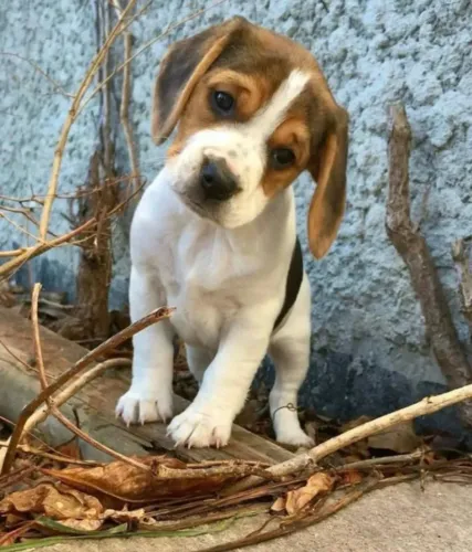 Filhotes de Beagle | Sempre encantadores.