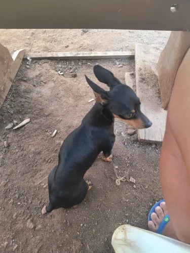 Pincher macho n1