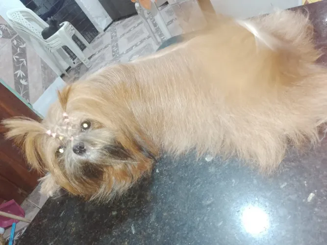 Linda cachorra shih Tzu