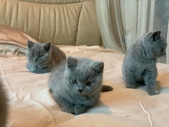 British shorthair 
