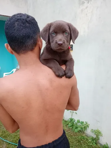 Fêmeas de labrador Chocolate/Bege