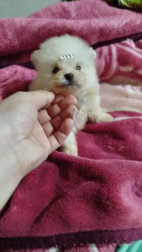 Femêa de Lulu da pomerania