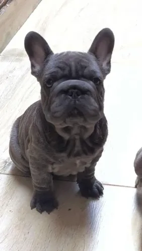 Bulldog francês BLUE big rope
