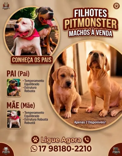 Filhotes Pitmonster machos