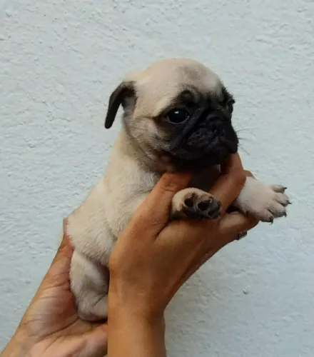 Filhote de Pug que cabem no seu coração