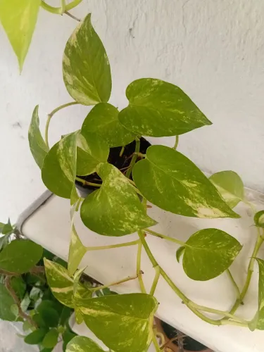 Muda de planta 