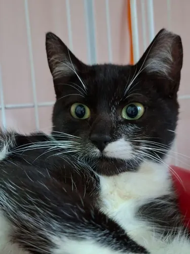 Gatinha maravilhosa para adoção