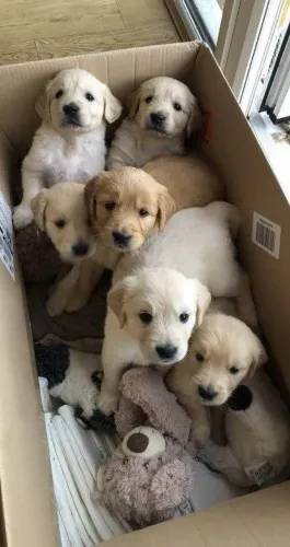 Filhote Golden Retriever, fofos e brincalhões prontos para um novo lar!