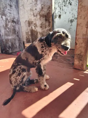 Doa se esses cachorro