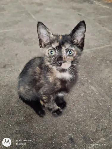 Fêmea 2 meses, sapeca e carinhosa