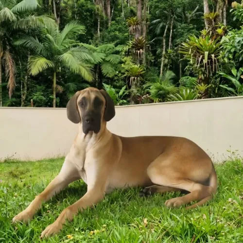 Macho de Dogue Alemão, 8 meses. 