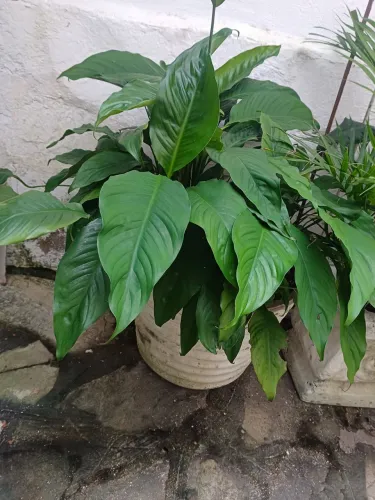 Jarro complanta