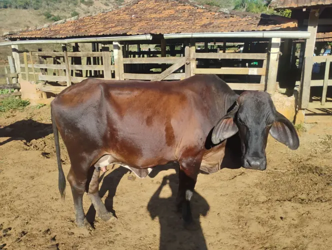 Vendo duas vacas 