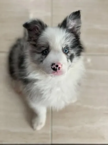 Filhotes de border collie a pronta entrega e visita