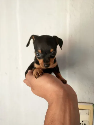 Filhote de pinscher Zero Disponível